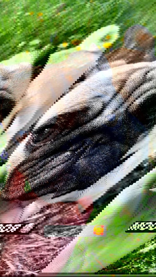 nyityam nyityam archive image