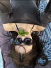 fair_mua Altpins Profile Picture