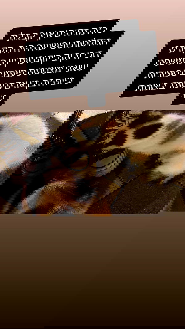 dante_yangpa dante_yangpa archive image