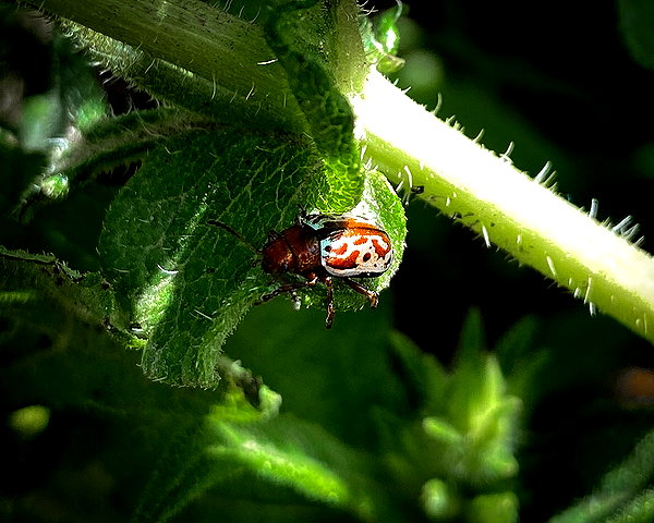 petite.carrot instagram image archive image