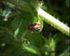 petite.carrot Altpins Profile Picture