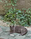 rouxroux.tv Altpins Profile Picture