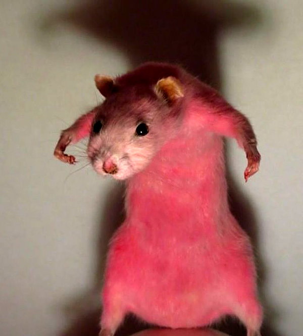 ambrzinha666 instagram image archive image