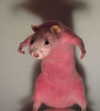 ambrzinha666 Altpins Profile Picture