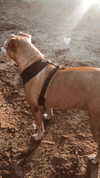 maori_cohen Altpins Profile Picture