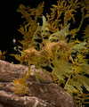 _urbaneva Altpins Profile Picture