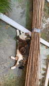 jahia_brown Altpins Profile Picture