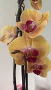 babynympho_archive Altpins Profile Picture