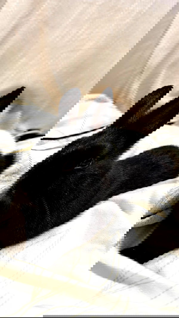 efrat_elmalich efrat_elmalich archive image