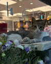 roni_ackerman Altpins Profile Picture