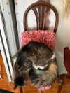 teakitten_ Altpins Profile Picture