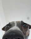 lilih Altpins Profile Picture