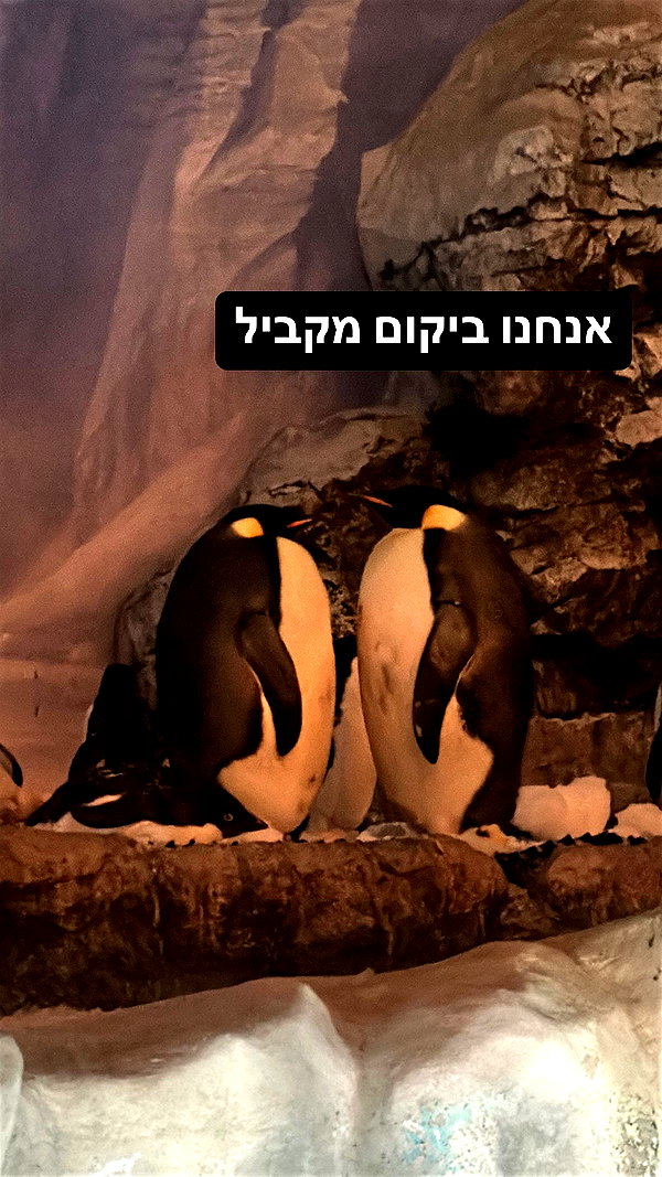 _dafi_lu instagram image archive image