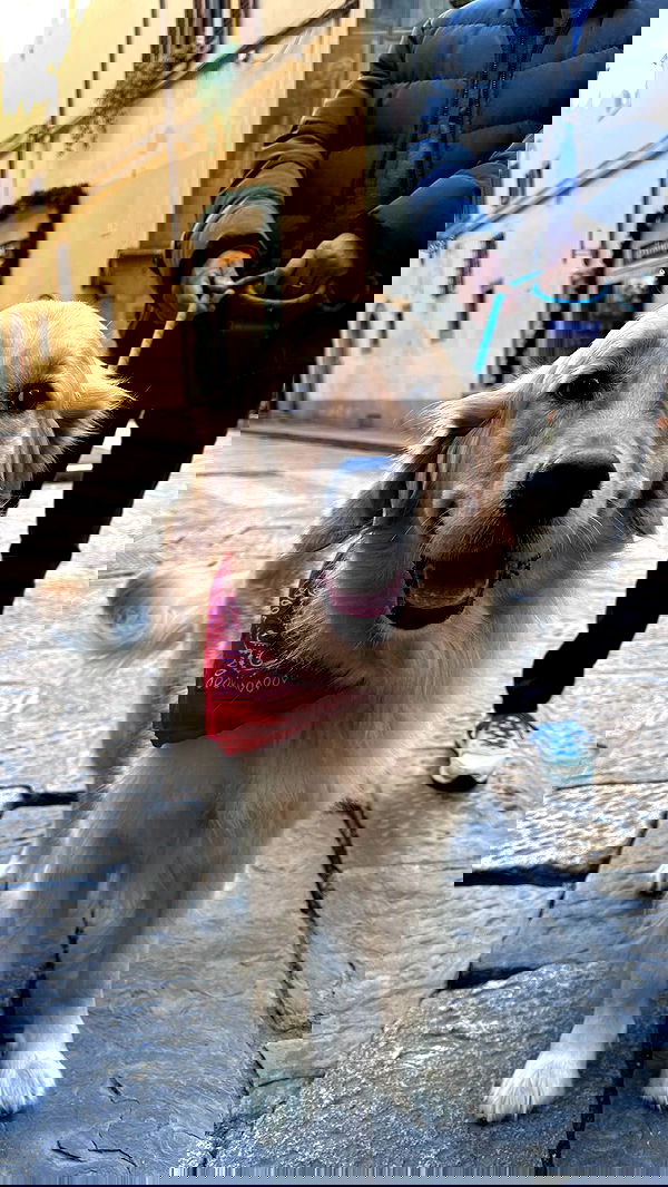 giangg._ giangg._ archive image