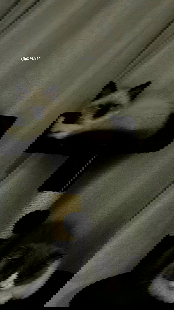 eliya.ho eliya.ho archive image