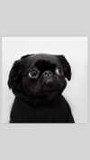 babynympho_archive Altpins Profile Picture