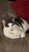 livindeadyaz Altpins Profile Picture