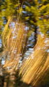 elizabethcampbelljones Altpins Profile Picture