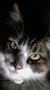 h111allyy Altpins Profile Picture
