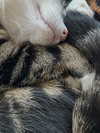 jahia_brown Altpins Profile Picture