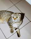 karin_orhov Altpins Profile Picture