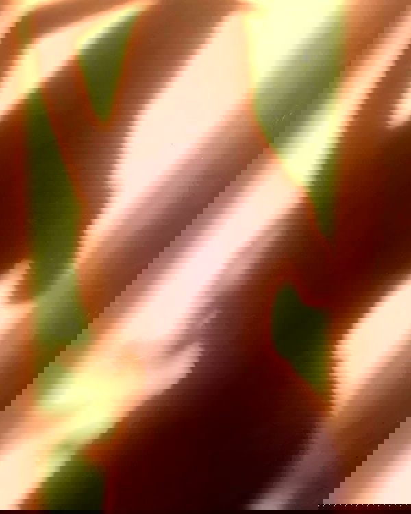 pinx_ir pinx_ir archive image