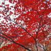 muze Altpins Profile Picture