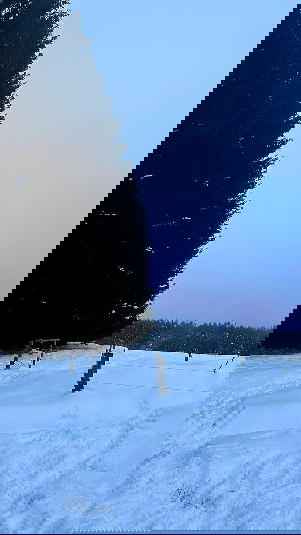 manjolamuriqi manjolamuriqi archive image