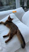 misariding Altpins Profile Picture