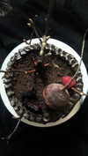 vvelum_ Altpins Profile Picture