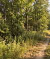 nocturnalsemma Altpins Profile Picture