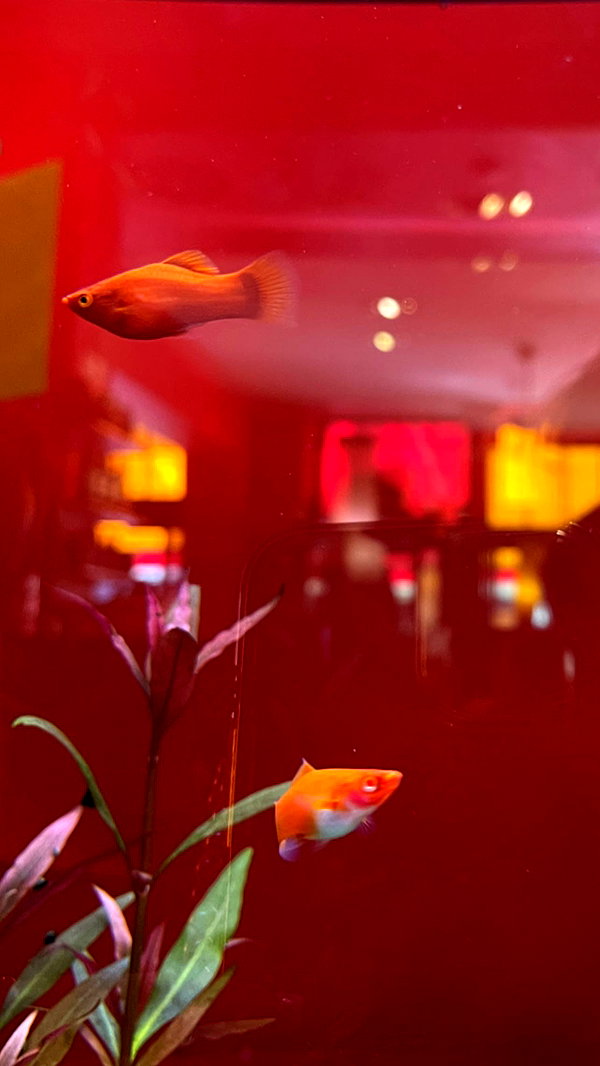 lilih instagram image archive image