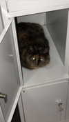 ptpchik Altpins Profile Picture