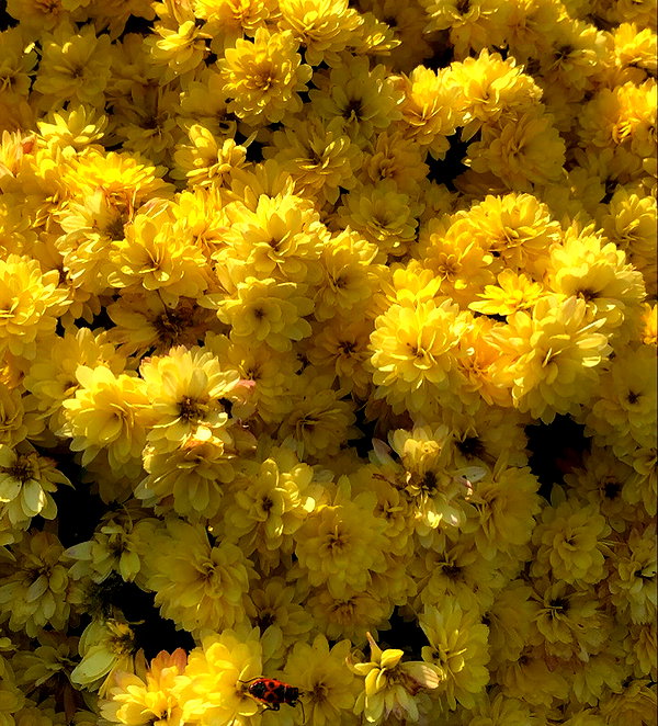 leni.bahr instagram image archive image
