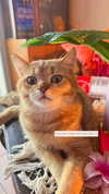 nikolgolovatzky Altpins Profile Picture