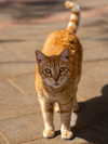noasoophia Altpins Profile Picture