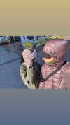 llinolinaa Altpins Profile Picture