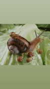 babynympho_archive Altpins Profile Picture