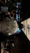vvelum_ Altpins Profile Picture