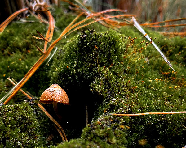 petite.carrot instagram image archive image