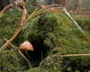 petite.carrot Altpins Profile Picture