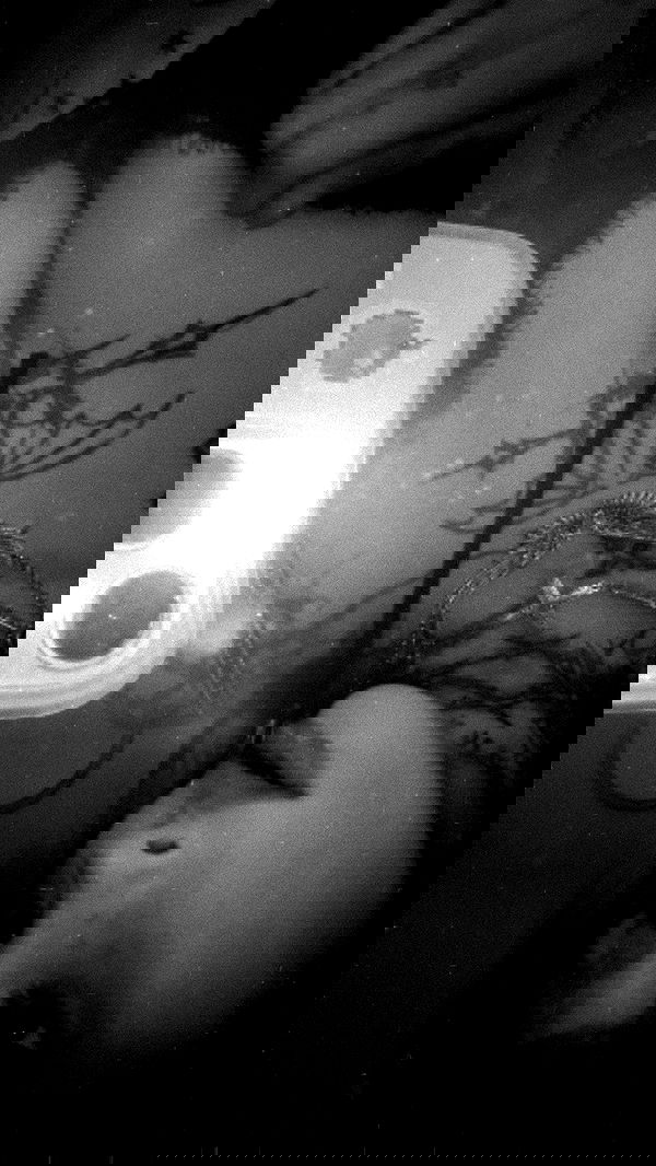 zommmbri image ~ Altpins