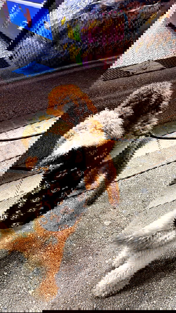 _._dianush._ _._dianush._ archive image