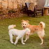 hadas_mayer_ Altpins Profile Picture