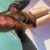 yule4kamraz Altpins Profile Picture