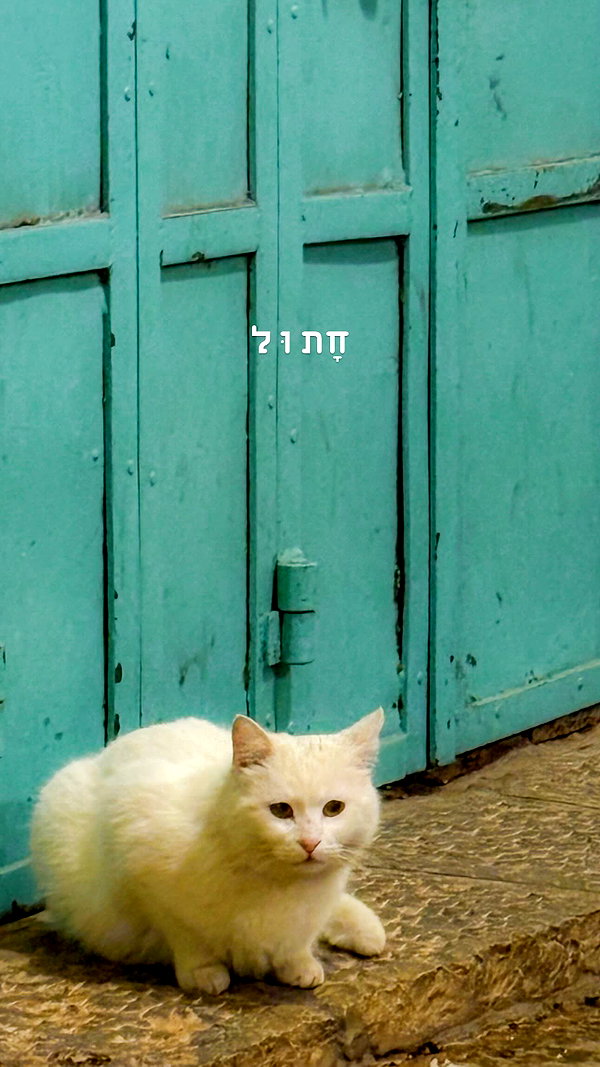 laluzone instagram image archive image