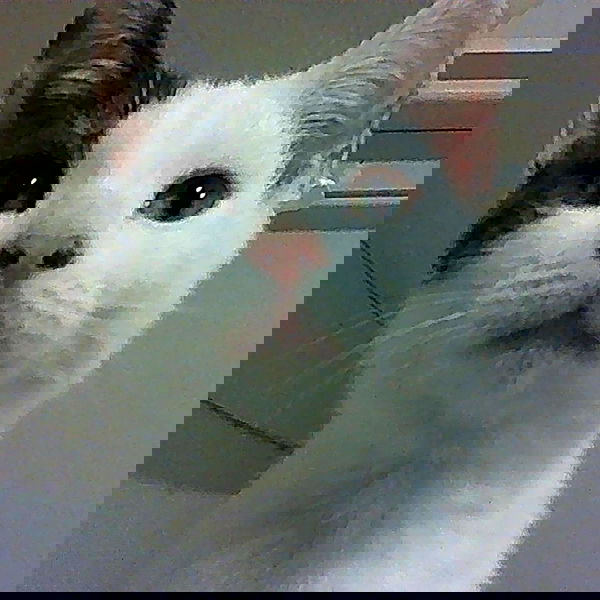 missnyxdawn missnyxdawn archive image