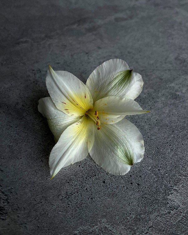 lerkamiill instagram image archive image