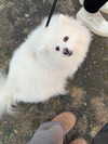 majawitzell Altpins Profile Picture