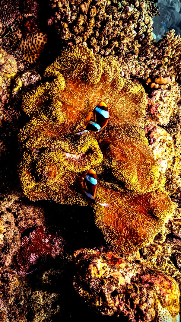 maori_cohen instagram image archive image